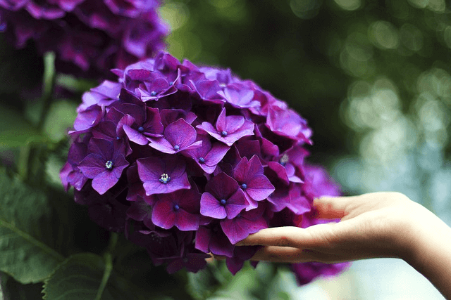 hydrangeas, hand, touch