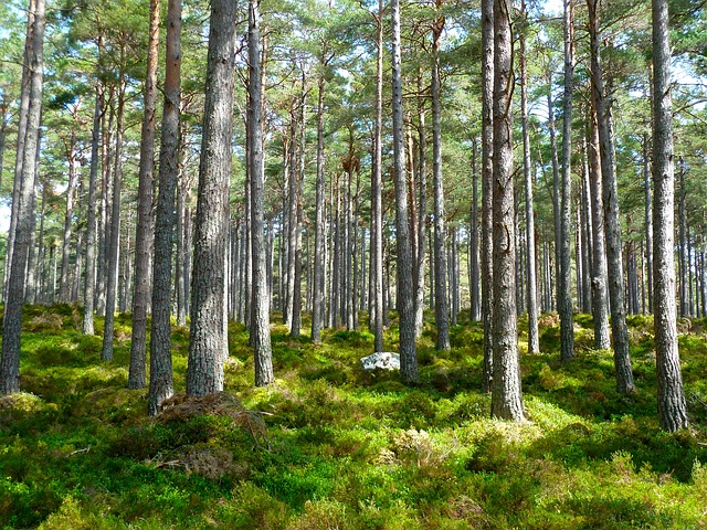 forest, trees, nature